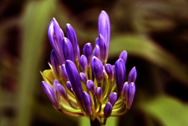 西部前列的 西部前列的